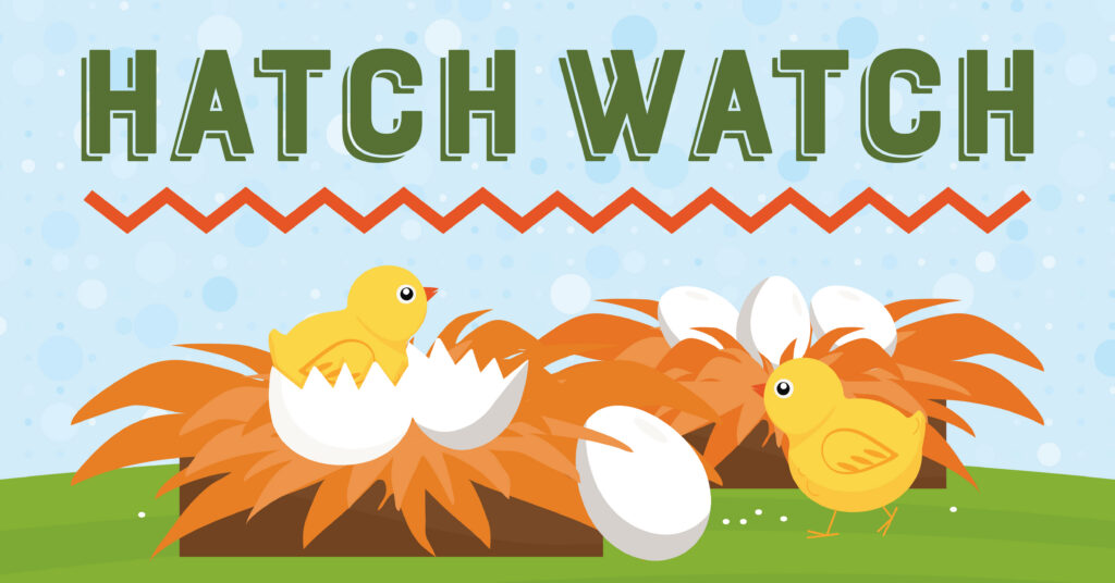 Illustration of two yellow chicks near nests filled with orange straw and white eggs, some of which are hatching. The text Hatch Watch appears at the top with a red zigzag line underneath.