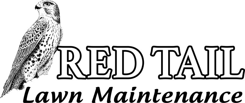 Black and white logo featuring a detailed drawing of a hawk on the left, with the words RED TAIL in large capital letters and Lawn Maintenance in a smaller, cursive font below.