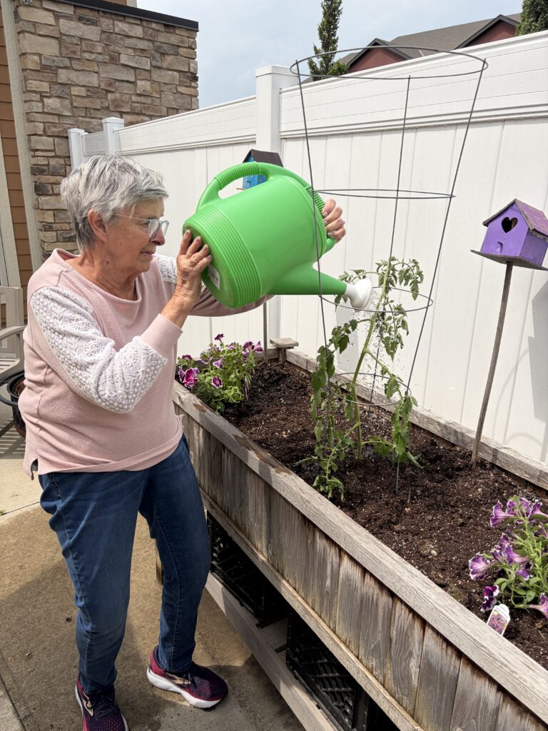An older woman wearing glasses and a pink sweater waters tomato plants in a raised garden bed using a large green watering can. Purple flowers and a small purple birdhouse are also visible in the garden.