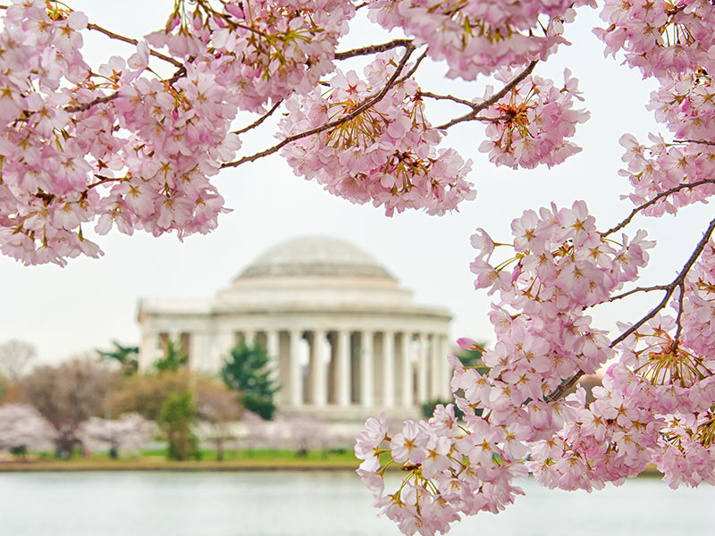 Pink cherry blossom branches frame the Jefferson Memorial across the Tidal Basin in Washington, D.C., on a cloudy day. The domed monument and white columns stand behind the blooming flowers.