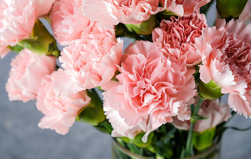 A close-up of a bouquet of light pink carnations with ruffled petals and green stems, arranged in a glass vase against a soft gray background.